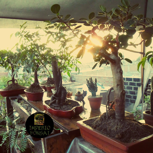 IMPERIO BONSAI (Zona Privada de Cultivo)