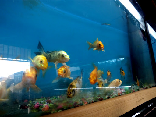 Acuario Mascotas paradero Establo