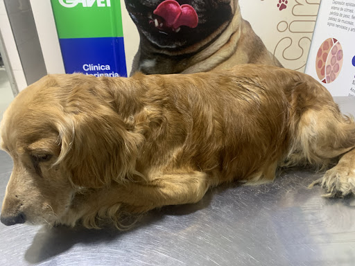 Clinica veterinaria Gavet - Puente Piedra