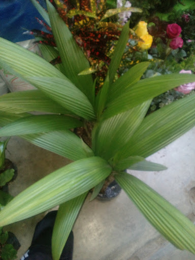 Vivero jardines
