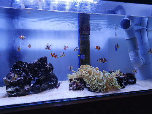 Acuario Nautilus
